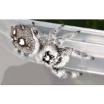 Phidippus Regius "White Bahamas"