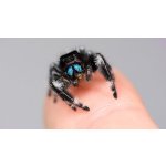 Phidippus Regius "White Bahamas"