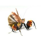 Astyliasula Phylopus