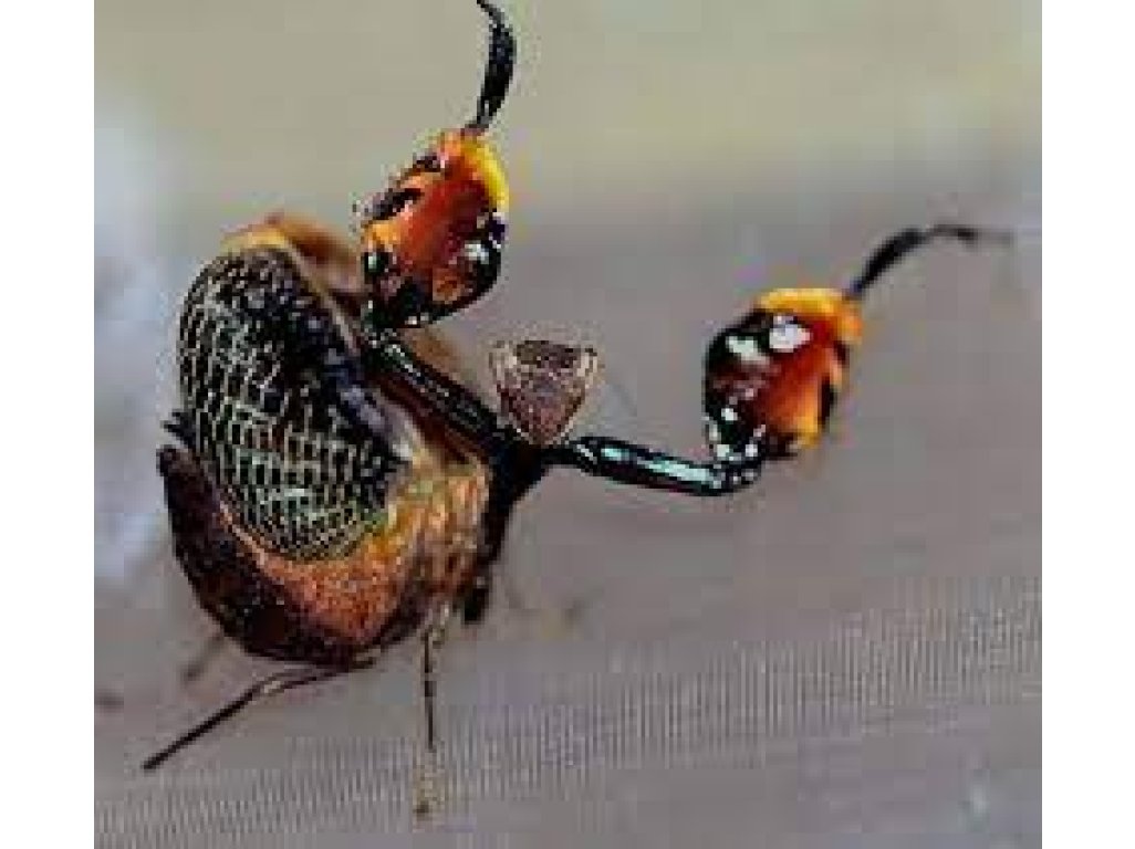 Astyliasula Phylopus