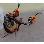 Astyliasula Phylopus