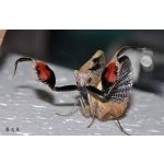 Astyliasula Phylopus