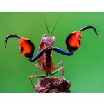 Astyliasula Phylopus