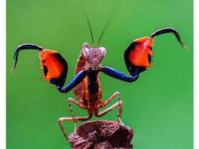 Astyliasula Phylopus