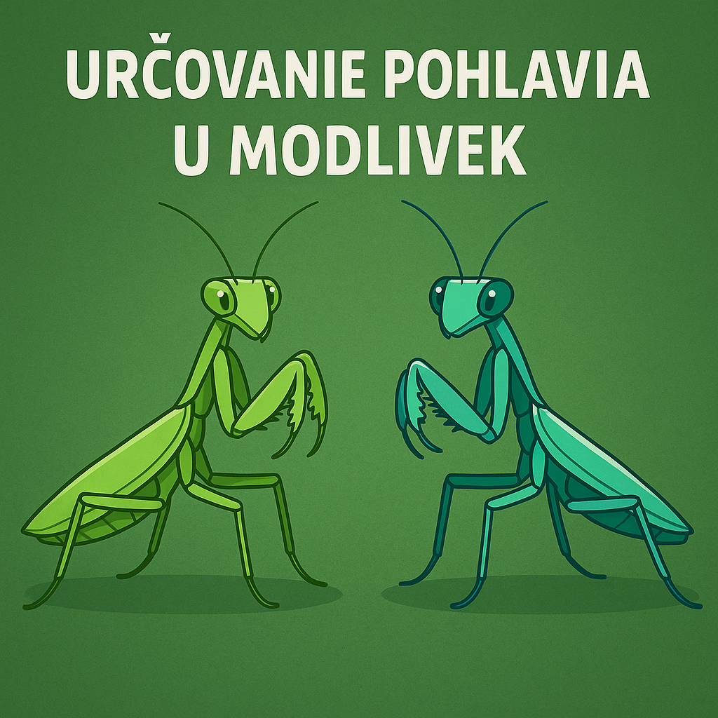 5. Určovanie pohlavia u modliviek