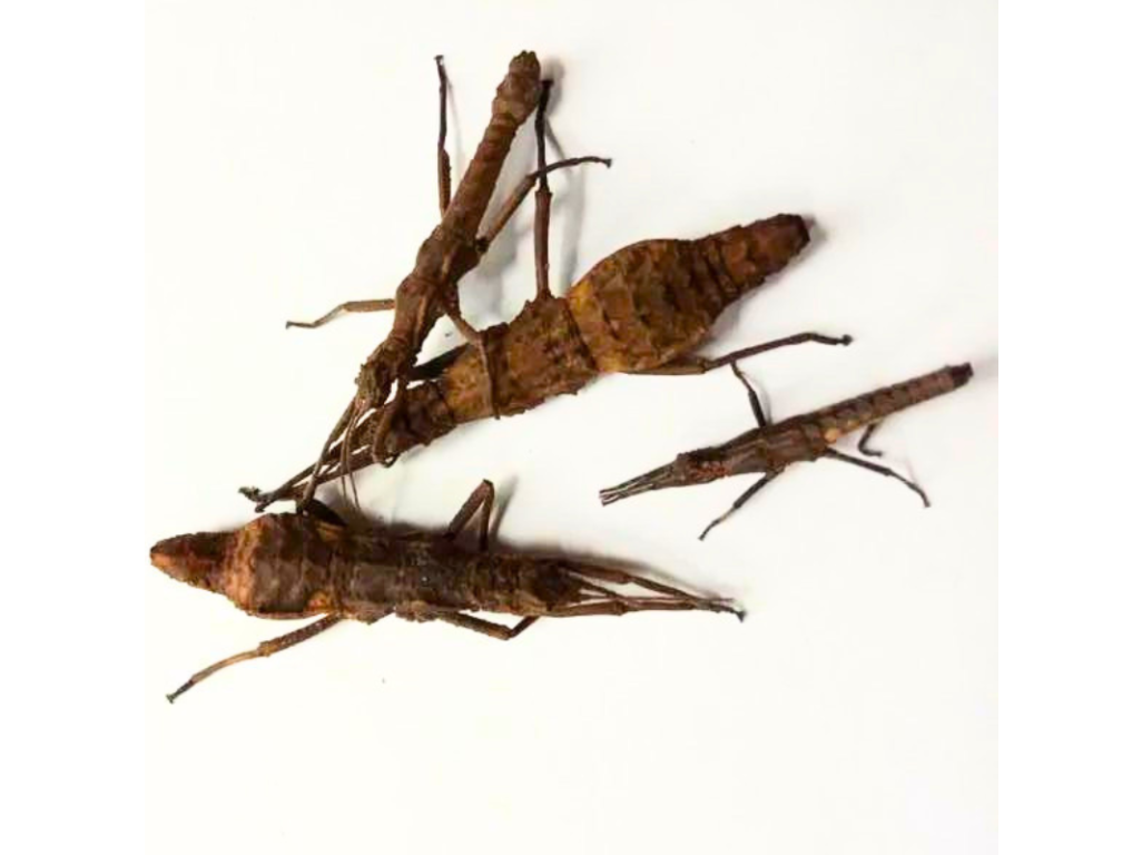 Dares Philippinensis