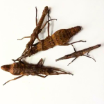 Dares Philippinensis