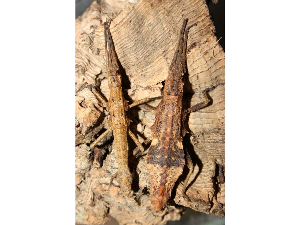 Dares Philippinensis