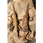 Dares Philippinensis