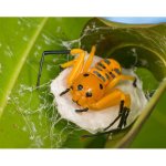 Platythomisus Octomaculatus "Pikachu" - Velkost tela: 0,5-1 cm / Pohlavie: Neurcene / Pravdepodobne samice/