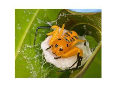 Platythomisus Octomaculatus "Pikachu"