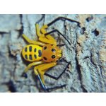 Platythomisus Octomaculatus "Pikachu"