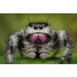 Phidippus Regius „Florida“