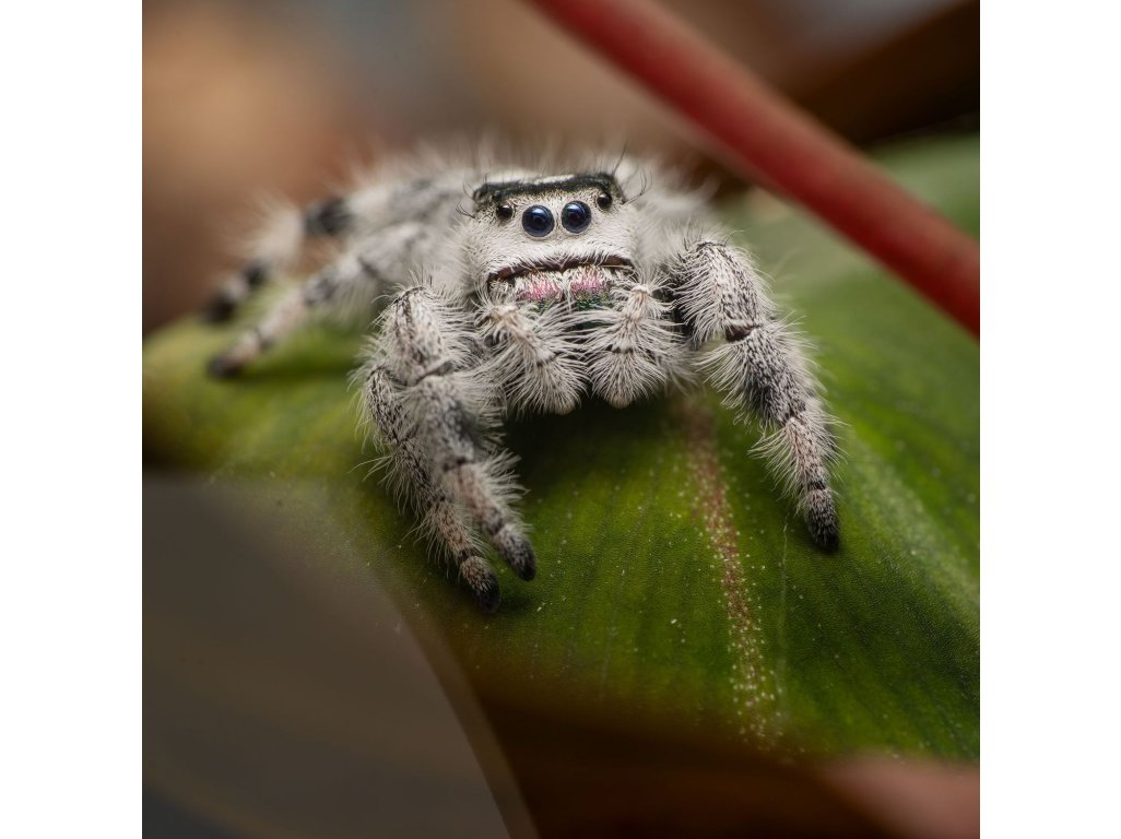 Phidippus Regius „Florida“