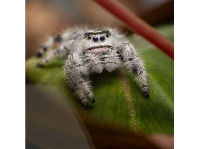 Phidippus Regius „Florida“