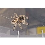 Phidippus Regius „Florida“