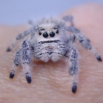 Phidippus Regius „Florida“