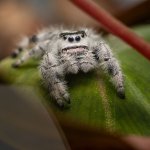 Phidippus Regius „Florida“