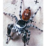 Phidippus Tirelli - 3. Zvlek / Pohlavie: Neurčené