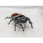 Phidippus Tirelli