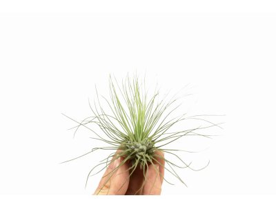 Tillandsia Argentea