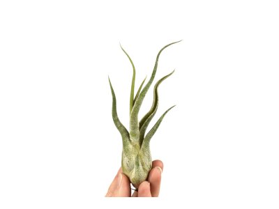 Tillandsia Caput Medusae
