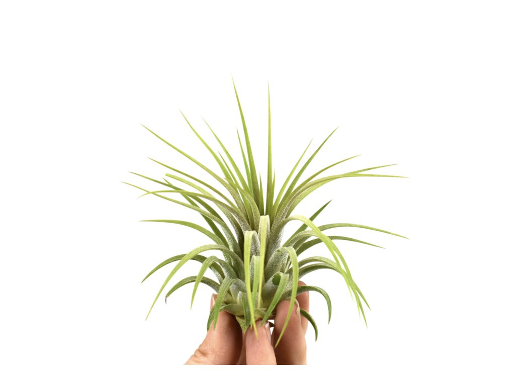 Tillandsia Ionantha Rubra