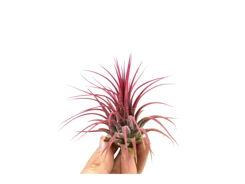 Tillandsia Ionantha red