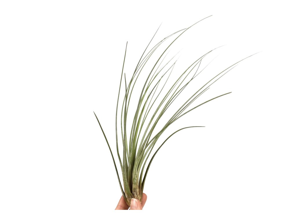 Tillandsia Juncea