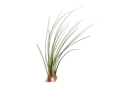 Tillandsia Juncea