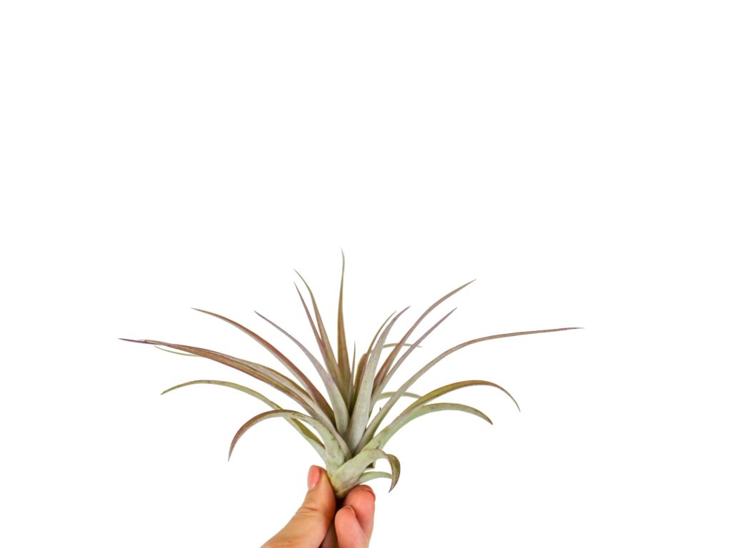 Tillandsia Multiflora red