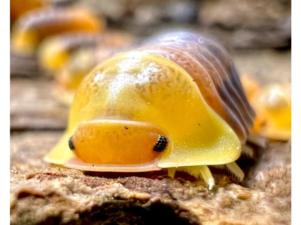 Cubaris sp. "Rubber Ducky"