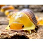 Cubaris sp. "Rubber Ducky" - 1 KS