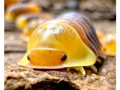 Cubaris sp. "Rubber Ducky"