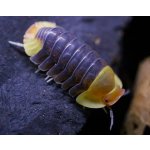 Cubaris sp. "Rubber Ducky"