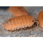 Armadillo Officinalis Orange - VELKOSŤ: Mix / POČET: 10+ KS