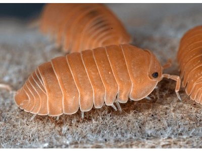 Armadillo Officinalis Orange