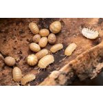 Armadillo Officinalis Orange