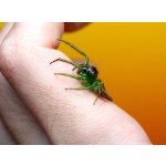 Artabrus Erythrocephalus