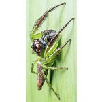 Artabrus Erythrocephalus