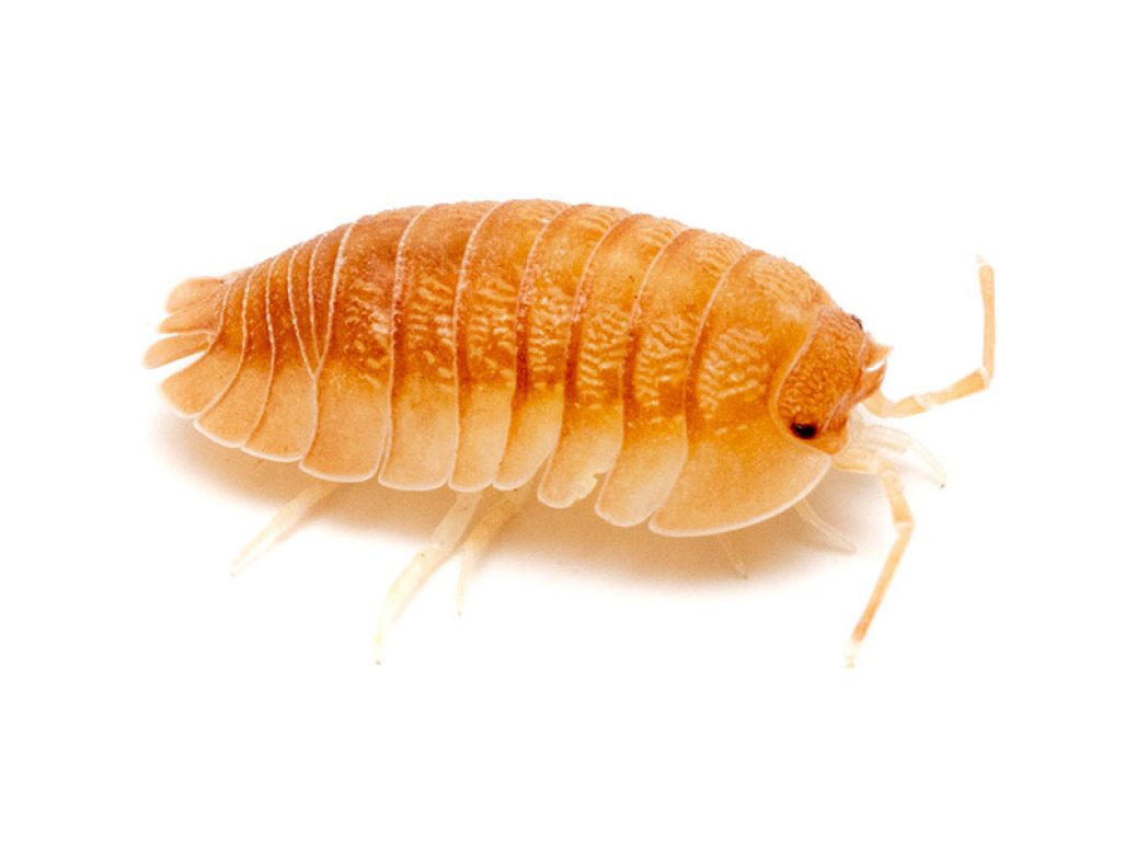 Armadillidium Pallasii „Orange“