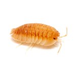 Armadillidium Pallasii „Orange“ - / 10+ KS