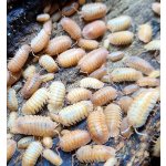 Armadillidium Pallasii „Orange“