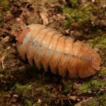 Armadillidium Pallasii „Orange“