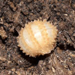 Cristarmadillidium Muricatum