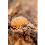 Cristarmadillidium Muricatum