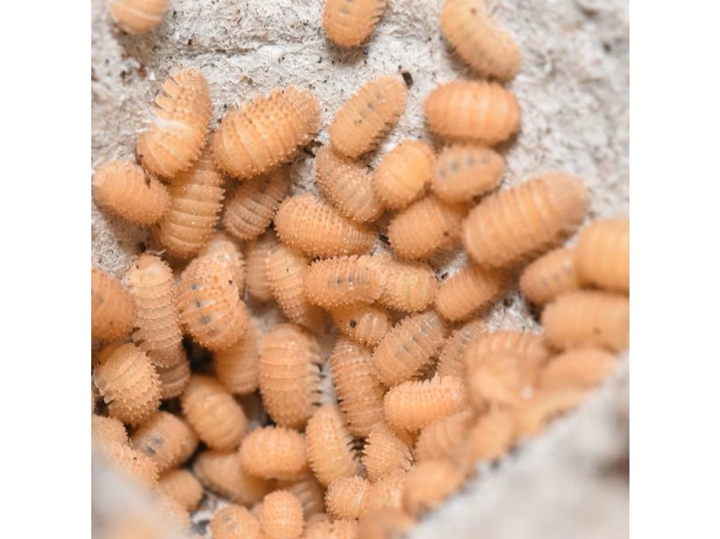 Cristarmadillidium Muricatum