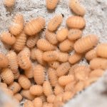 Cristarmadillidium Muricatum - 6+ KS