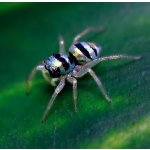 Phintella Vittata - 5. - 6. Zvlek