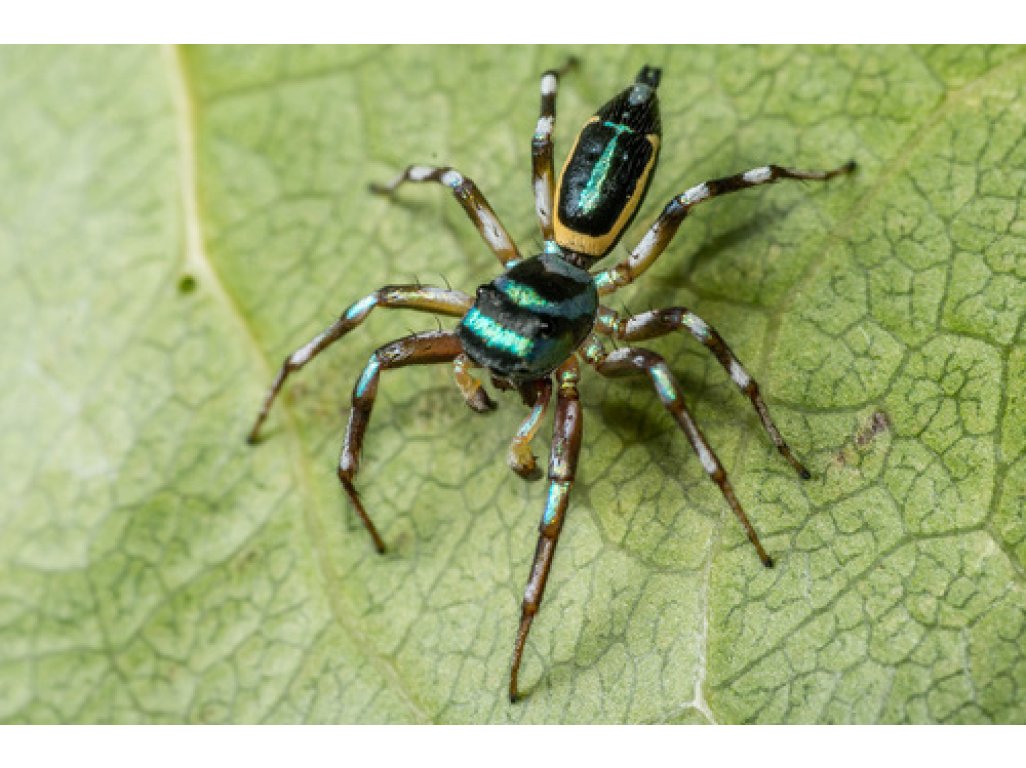 Cosmophasis Umbratica